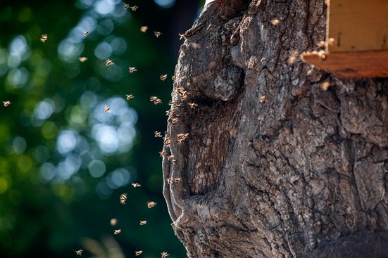 Bienenstock
