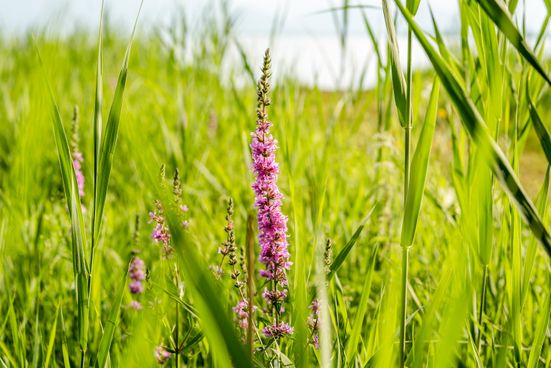Naturparadies Chiemseeufer in Seebruck