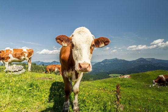 Kühe auf der Alm im Chiemgau
